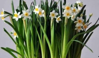 水仙花视频,绽放于水中的优雅之花