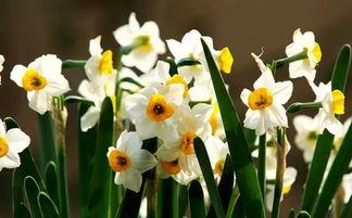 水仙花视频,绽放于水中的优雅之花