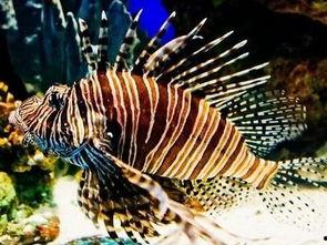 狮子鱼视频,深海奇观下的神秘生物