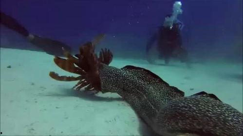 狮子鱼视频,深海奇观下的神秘生物