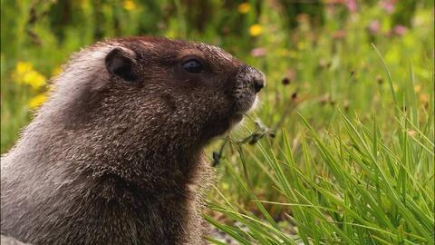 动物 视频,捕捉自然之美