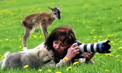 动物 视频,捕捉自然之美