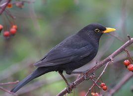 母乌鸫鸣叫视频,探寻自然之声的和谐旋律