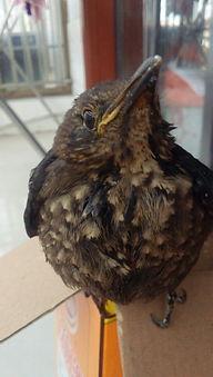 母乌鸫鸣叫视频,探寻自然之声的和谐旋律