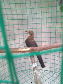 母乌鸫鸣叫视频,探寻自然之声的和谐旋律