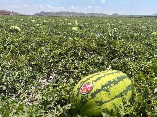 629吃瓜爆料入口,带你走进娱乐圈的神秘世界