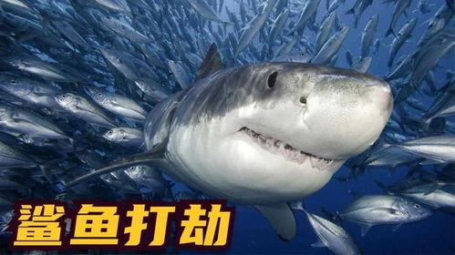 鲨鱼捕食视频,鲨鱼捕食瞬间揭秘