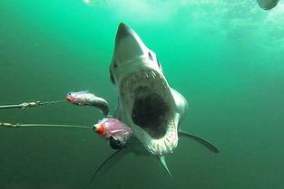 鲨鱼捕食视频,鲨鱼捕食瞬间揭秘