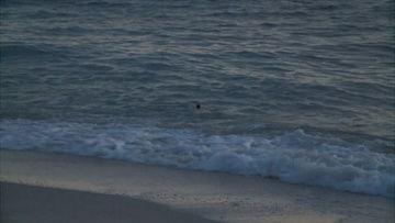 沙滩视频,捕捉夏日海浪与阳光的美好瞬间