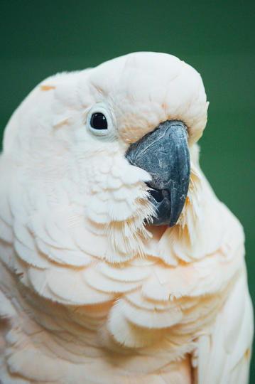 黑瓜吃料是什么东西啊,探寻神秘食材背后的故事