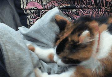 猫咪踩奶视频,猫咪踩奶视频萌动人心