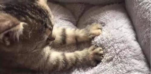 猫咪踩奶视频,猫咪踩奶视频萌动人心