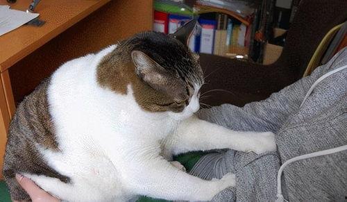 猫咪踩奶视频,猫咪踩奶视频萌动人心