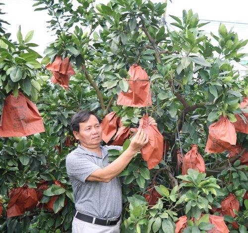 蜜柚修剪视频,视频教程详解