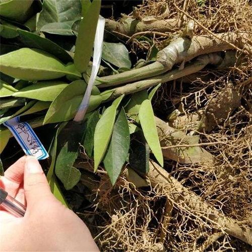 蜜柚修剪视频,视频教程详解