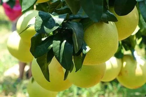 蜜柚修剪视频,视频教程详解