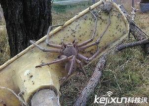 巨型蜘蛛视频,揭秘神秘生物之谜