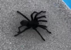 巨型蜘蛛视频,揭秘神秘生物之谜