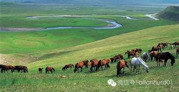 蒙古草原视频,广袤天地间的自然画卷
