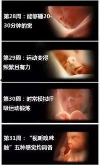 胎儿视频,揭秘宝宝在母体内的奇妙旅程