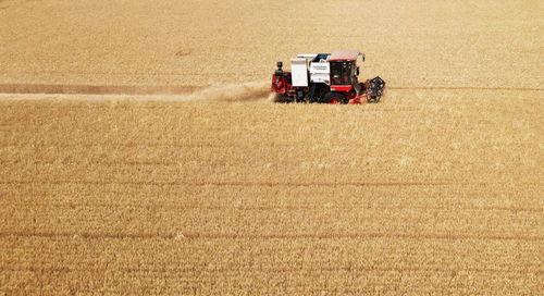 收割小麦视频,小麦收割现场直击