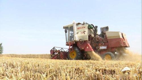 收割小麦视频,小麦收割现场直击