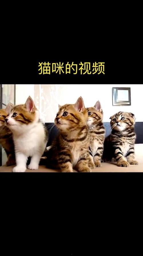 猫咪的视频,视频捕捉的可爱瞬间回顾