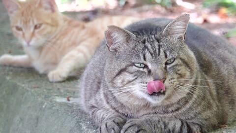 猫咪的视频,视频捕捉的可爱瞬间回顾