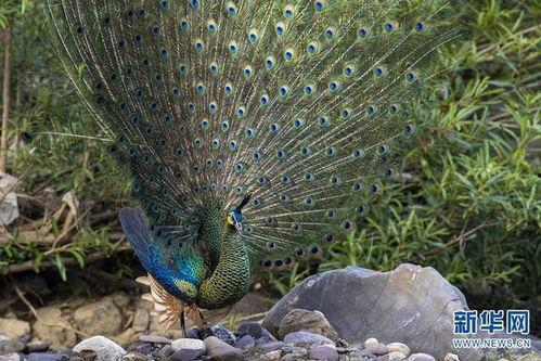 绿孔雀开屏视频全过程,华丽瞬间，自然之美尽展眼前