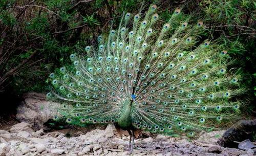 绿孔雀开屏视频全过程,华丽瞬间，自然之美尽展眼前