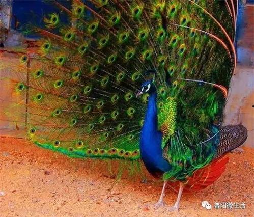 绿孔雀开屏视频全过程,华丽瞬间，自然之美尽展眼前