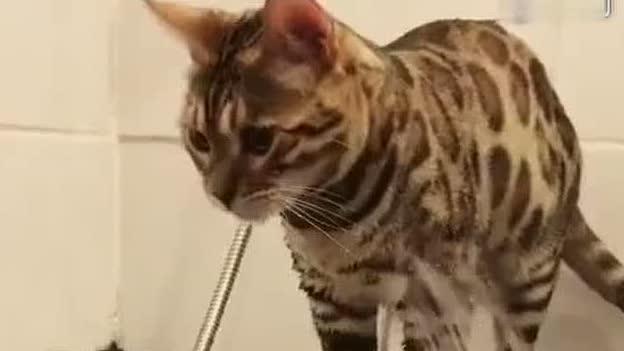 给猫洗澡视频,轻松掌握宠物洗护技巧