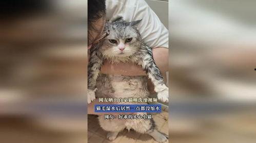 给猫洗澡视频,轻松掌握宠物洗护技巧