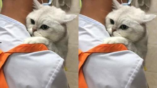 给猫洗澡视频,轻松掌握宠物洗护技巧