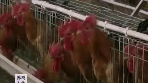 养鸡视频大全视频播放,全方位揭秘现代化养鸡技术