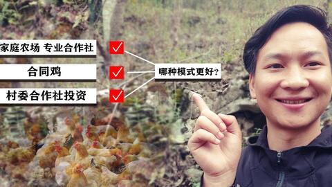 养鸡视频大全视频播放,全方位揭秘现代化养鸡技术