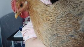 养鸡视频大全视频播放,全方位揭秘现代化养鸡技术