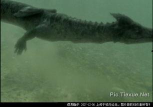 世界上有龙吗真实视频,探寻世界龙的存在之谜