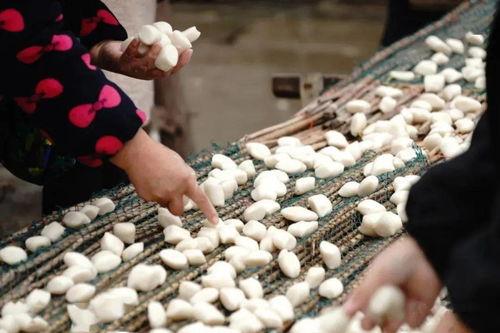 打年糕视频,传统工艺与现代视觉的完美融合