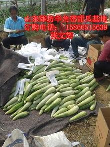 羊角蜜田瓜价格今日,今日羊角蜜田瓜价格行情分析