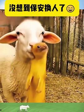 搞笑动物配音视频,动物界的喜剧之王