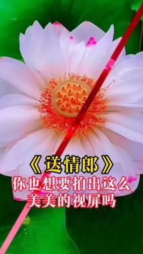 送情郎视频,穿越时空的浪漫旋律